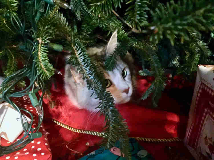 our cat Lily camped under the tree deciding which ornament to smash