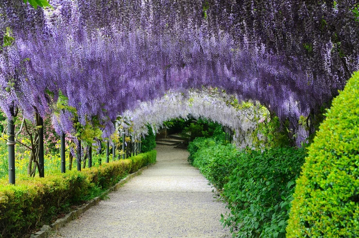 Wisteria Tunnel at the Bardini Gardens in Florence