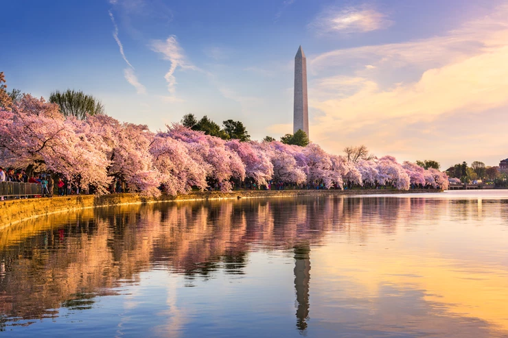 cherry blossoms along the tidal basin with Washington Monument  as a backdrop