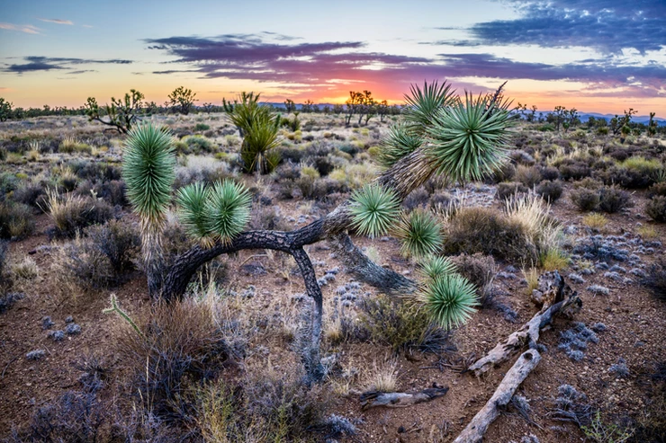 desert vista in Joshua Tree National Park