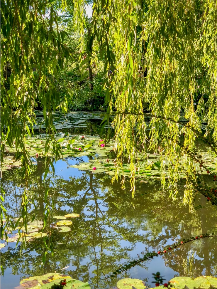 weeping willows in Monet's Water Garden