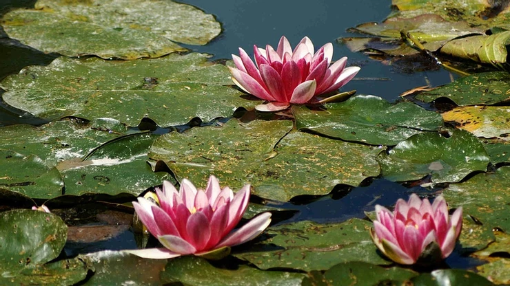 lilies in the Water Garden