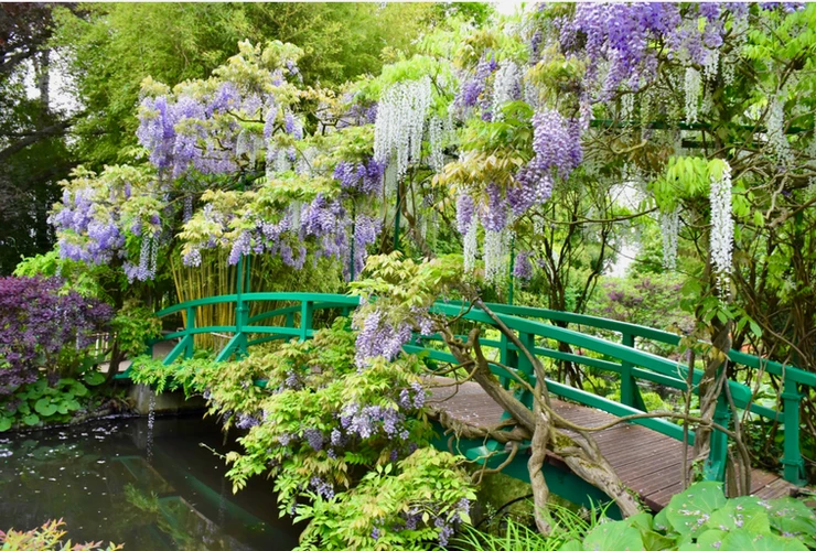 the iconic Japanese bridge in Monet's Water Gardens