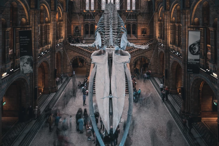 the whale skeleton that greets you in the entrance to the Natural History Museum 