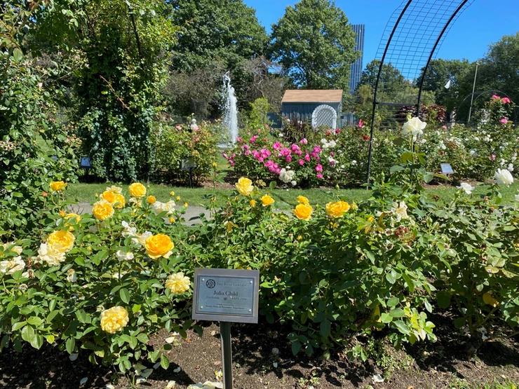 Kelleher Rose Garden in the Back Bay Fens