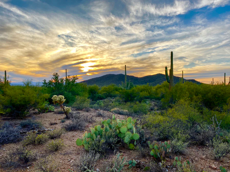 Sunset in Saguaro National Park near Tucson