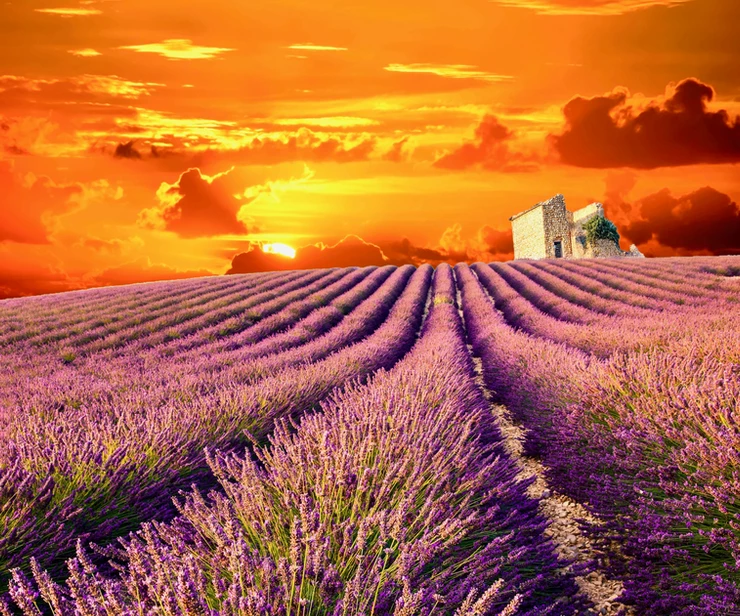 lavender fields in southern France