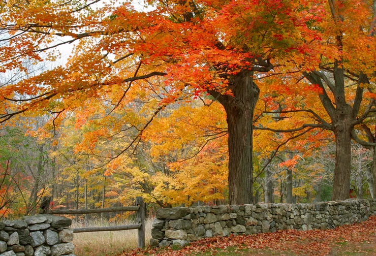 classic fall foliage in New England
