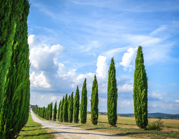 cypress lined road in Tuscany