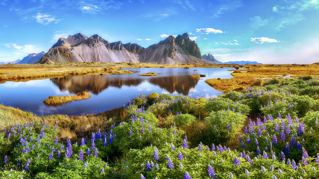 lupine flowers on Stokksnes Cape in Iceland