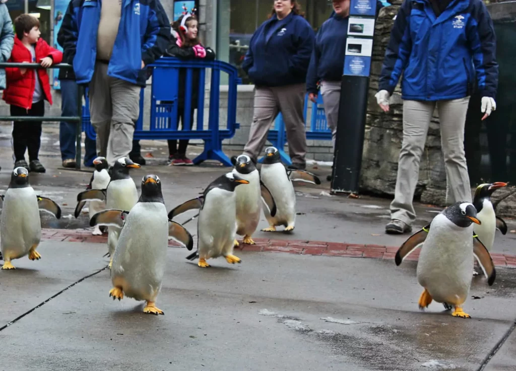 Penguins on Parade. Image courtesy of the Pittsburgh Zoo & PPG Aquarium