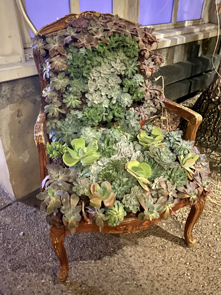 a beautiful chair covered with succulents in the Desert Room