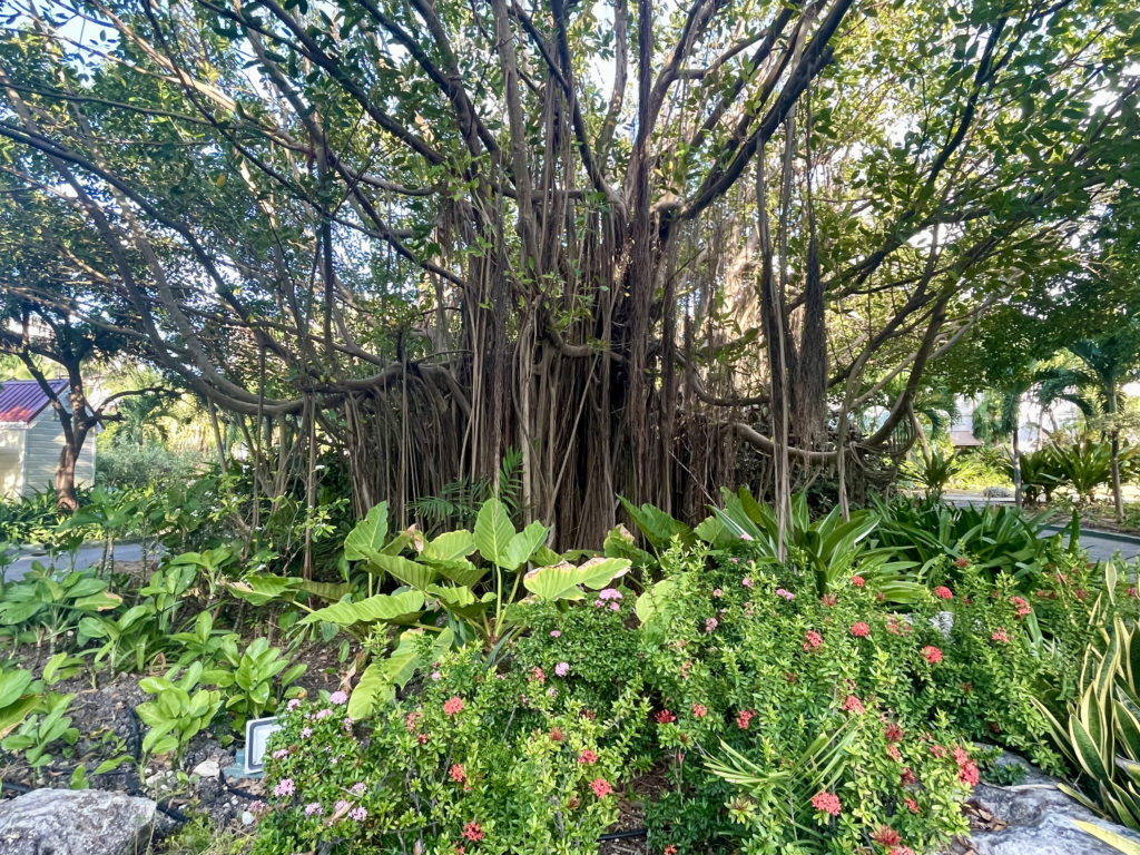 Banyon tree at the Crane