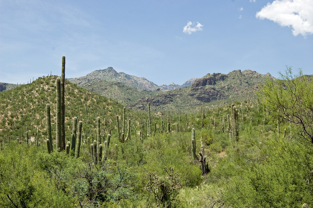 saguaros in Sabino Canyon