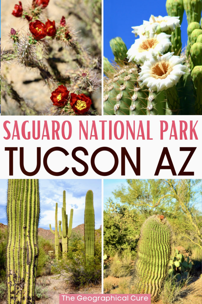 Pinterest pin graphic for guide to Saguaro National Park