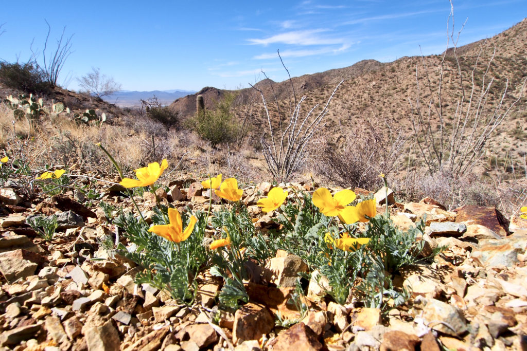 yellow poppies on the King Canyon Trail