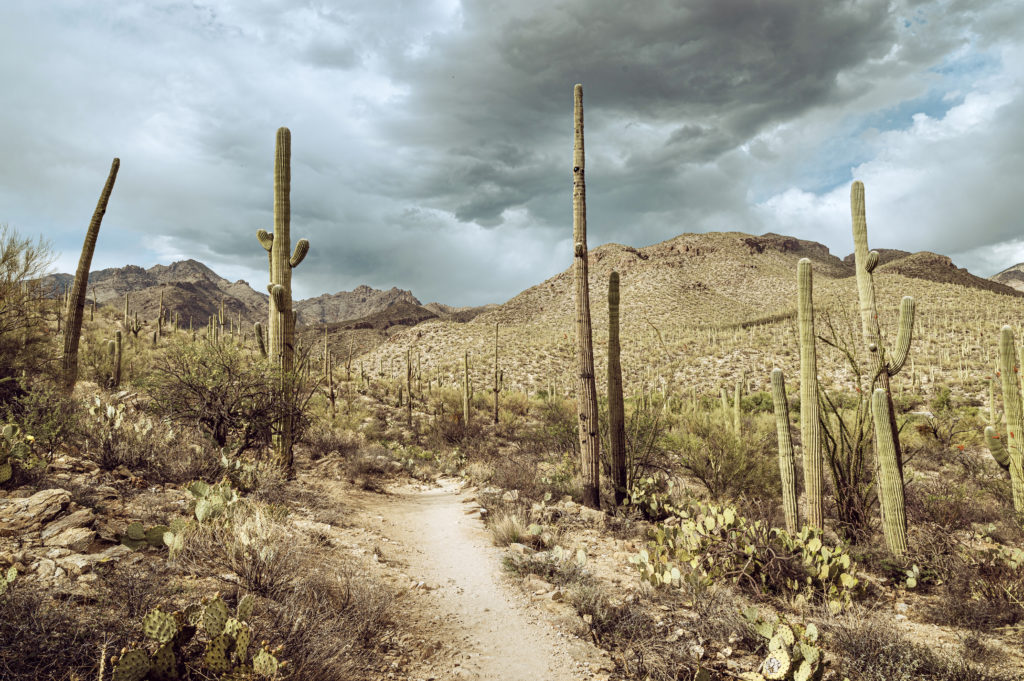 saguaros on a hiking trail in Sabino Canyon