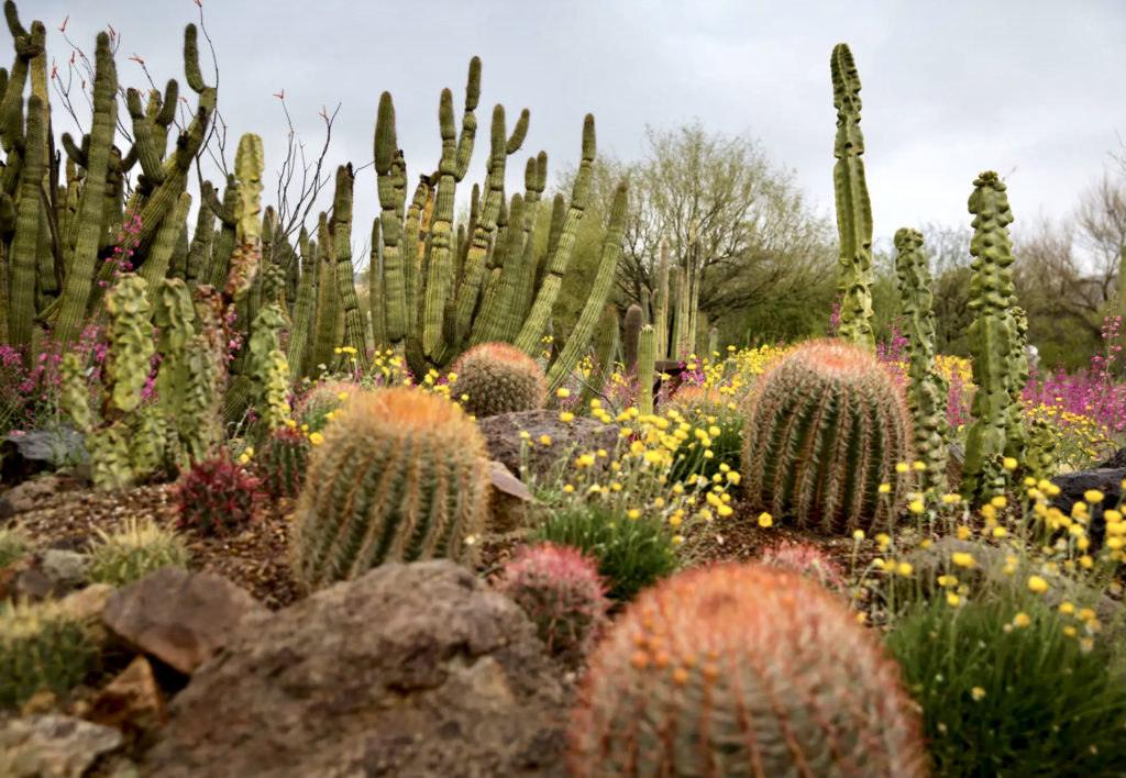 cacti in the Sonoran Desert Museum Tucson