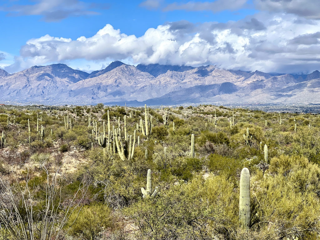 saguaros in Saguaro National Park East