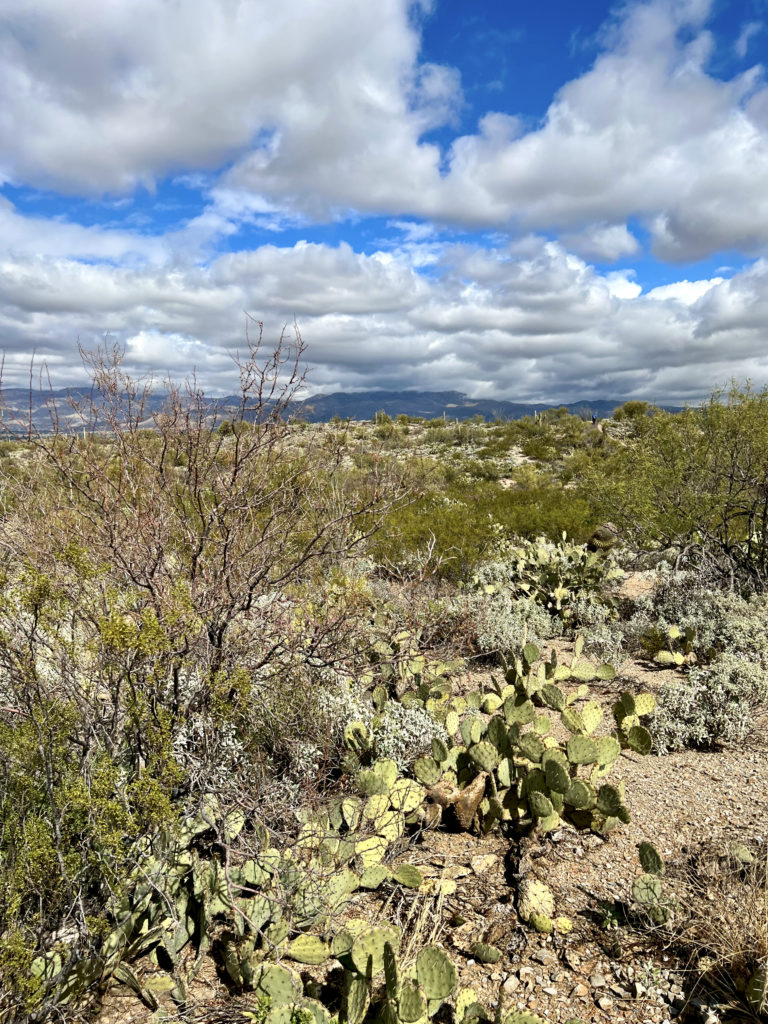 cacti in Saguaro National Pari East