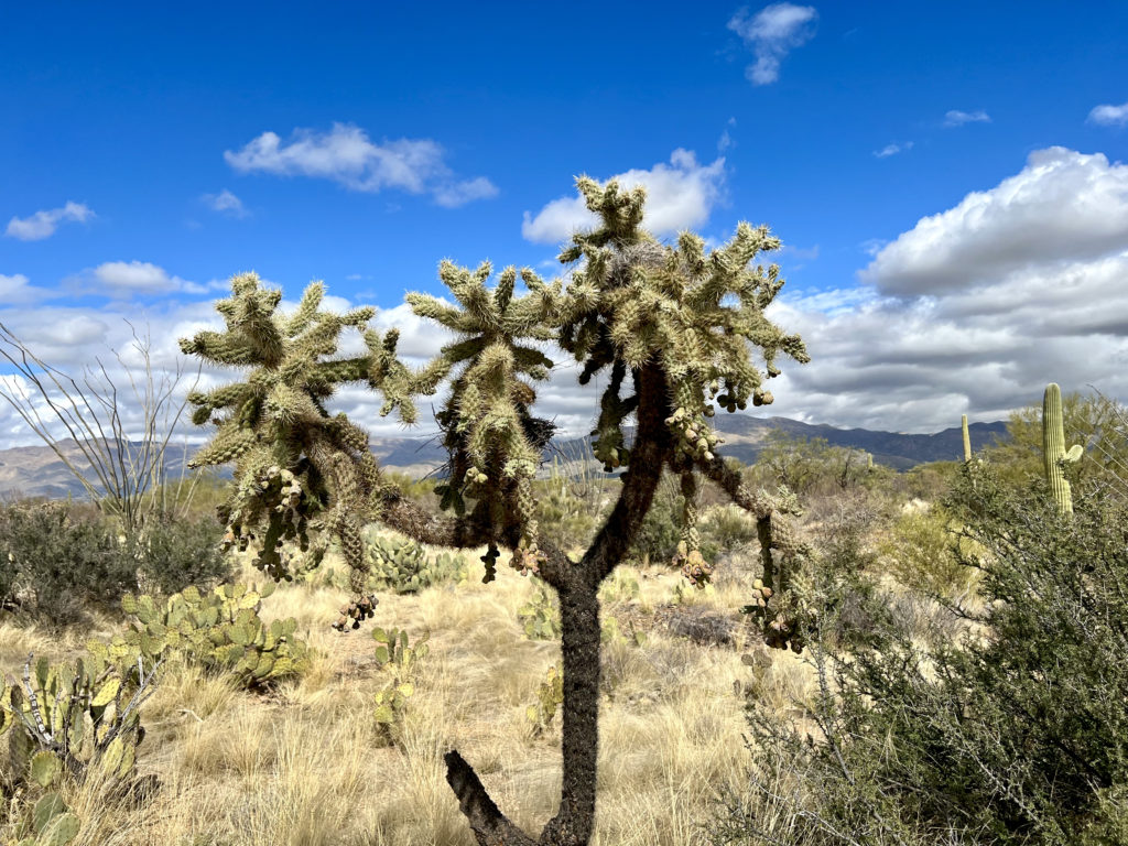 a rare Joshua Tree in the Arizona-Sonora Desert Museum