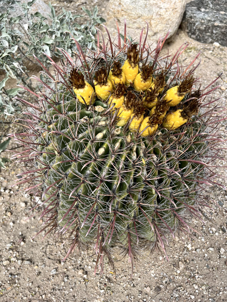 flowering barrel cactus in Saguaro National Park