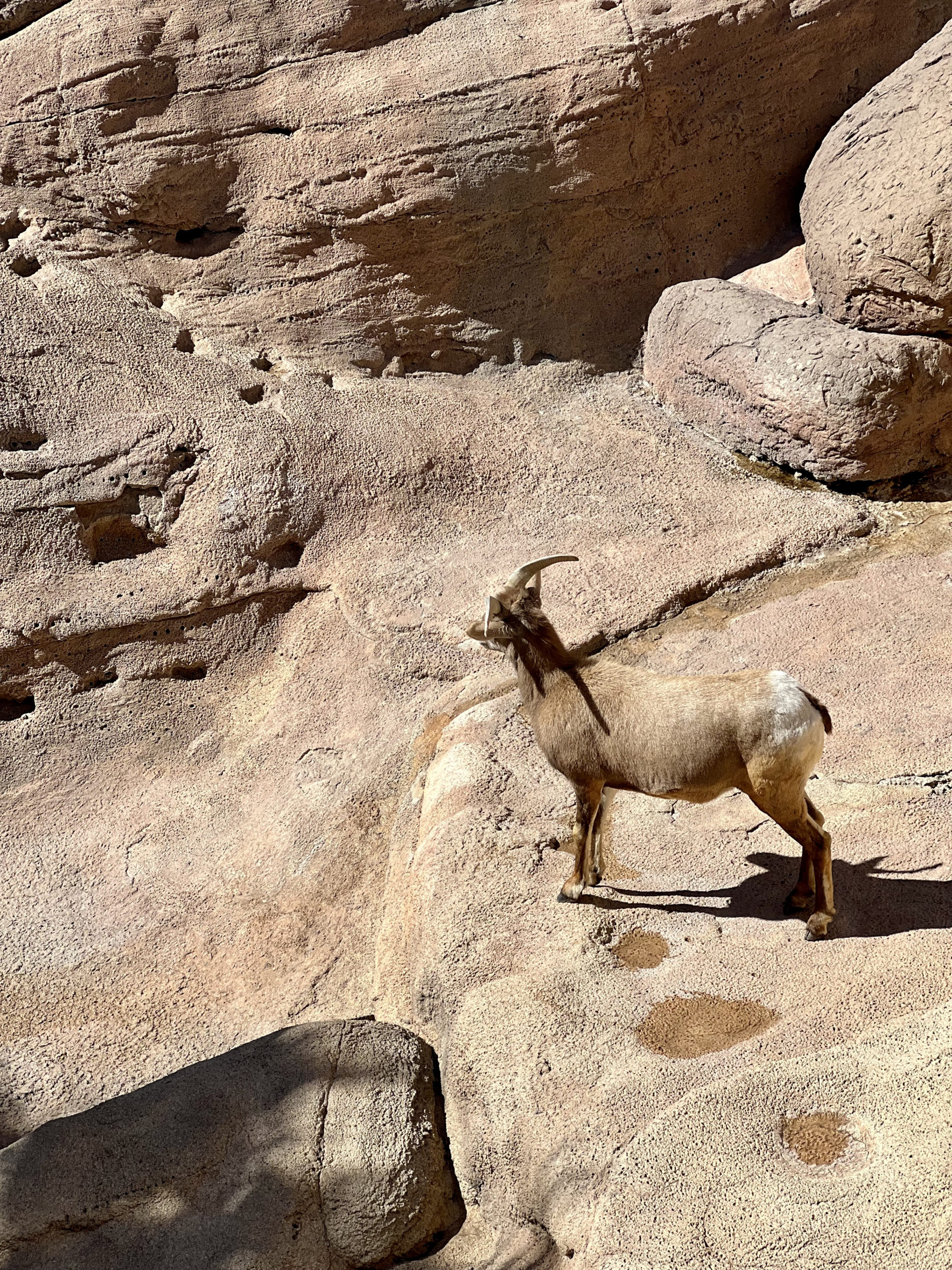 bighorn sheep