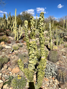 Guide To Tucson's Saguaro National Park Best Things To Do & See - The
