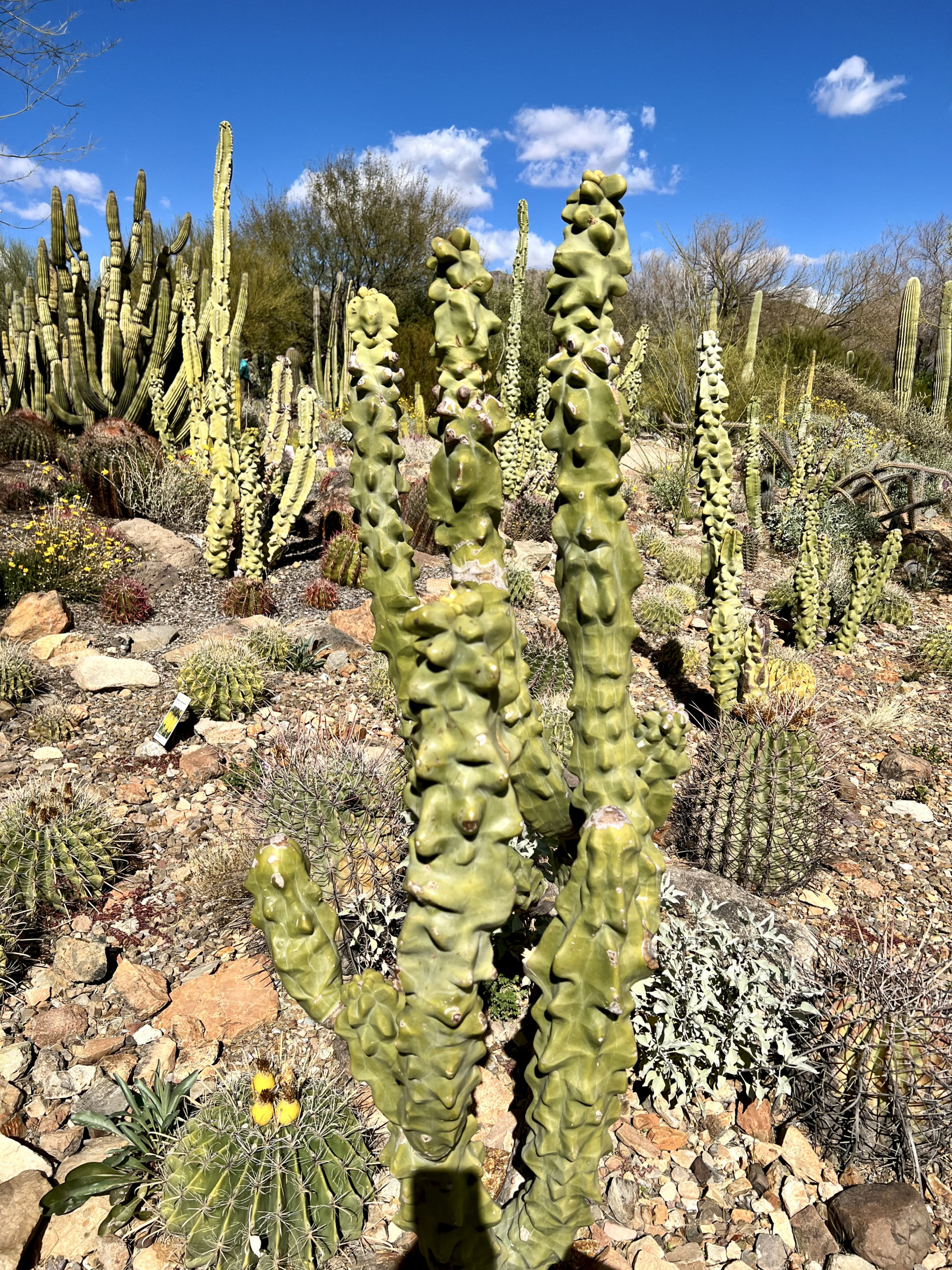 oddly shaped cactus