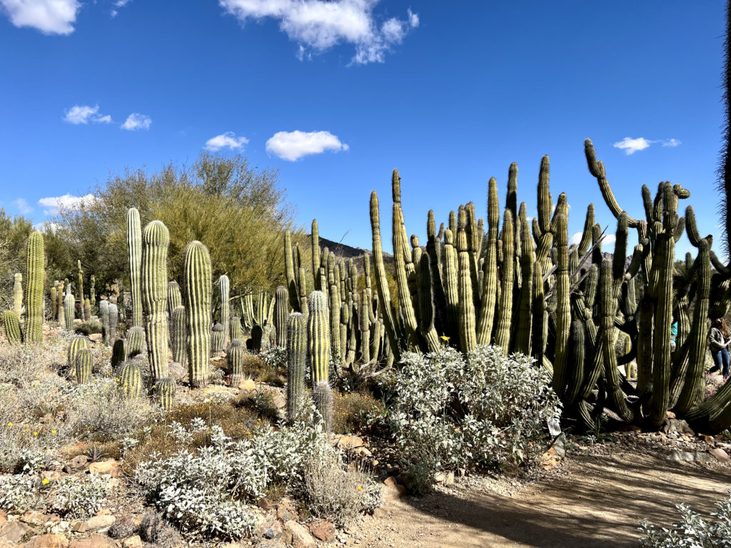 huge grouping of saguaros