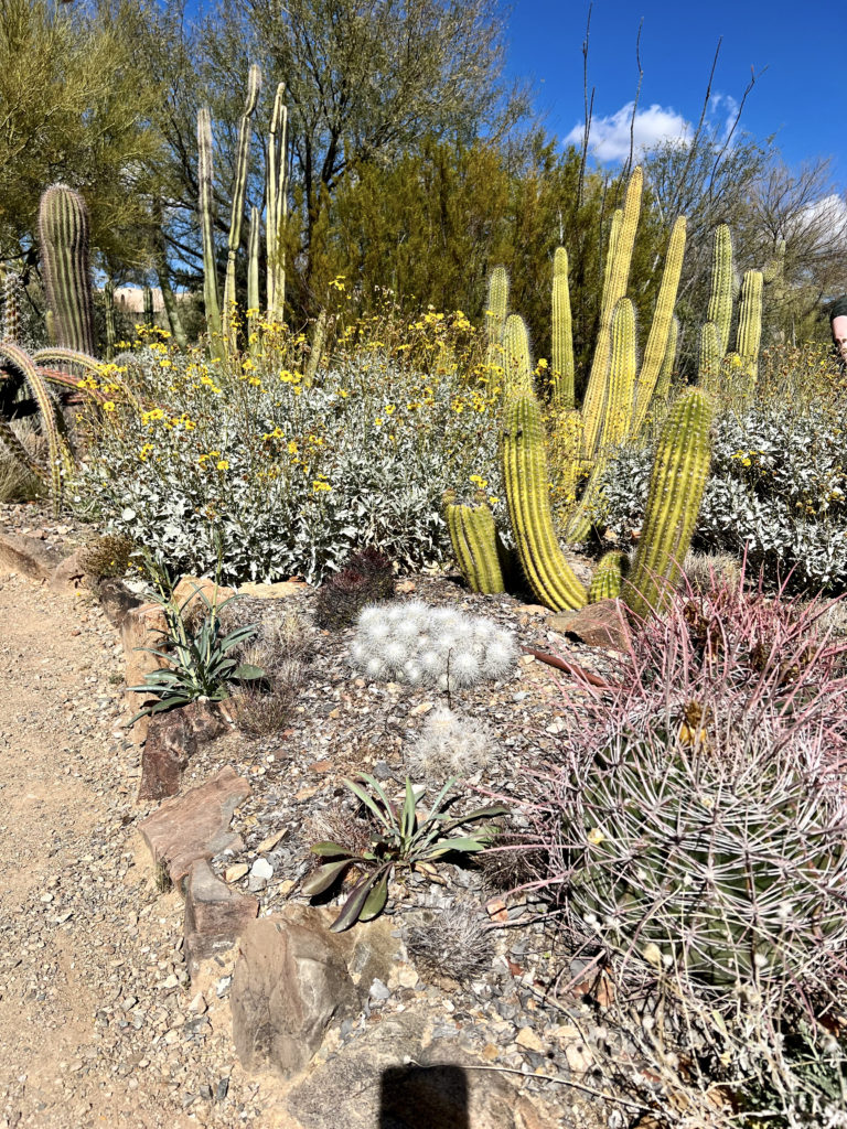 cacti in the Arizona-Sonora Desert Museum