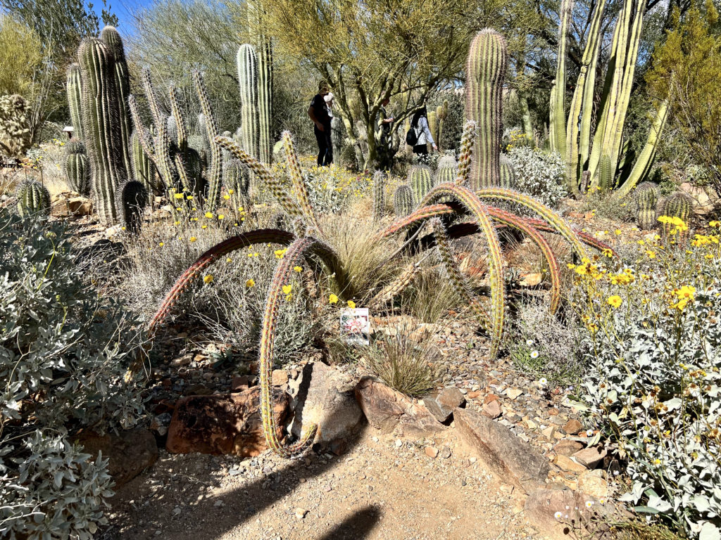 rare cactus in the desert museum