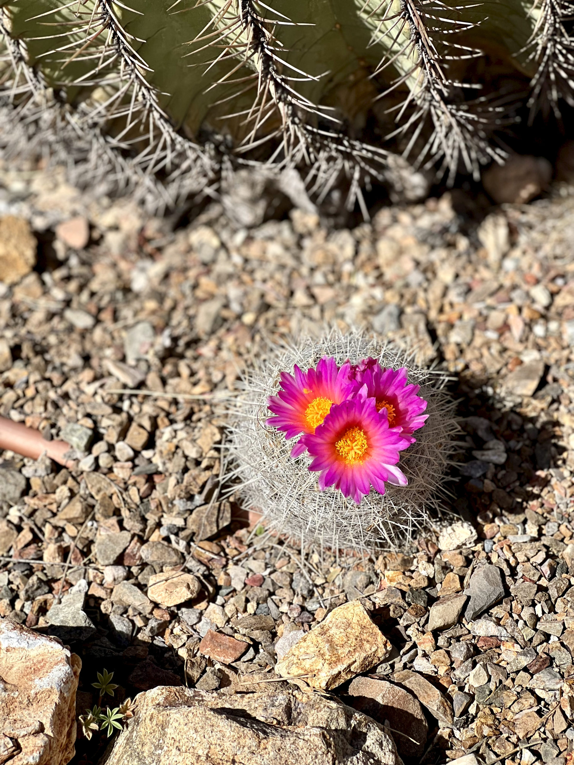 barrel cactus in bloom