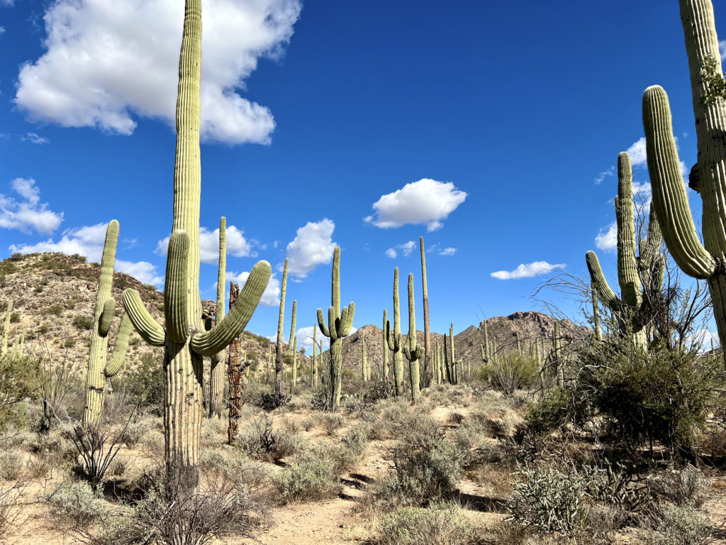 Desert Discovery Trail