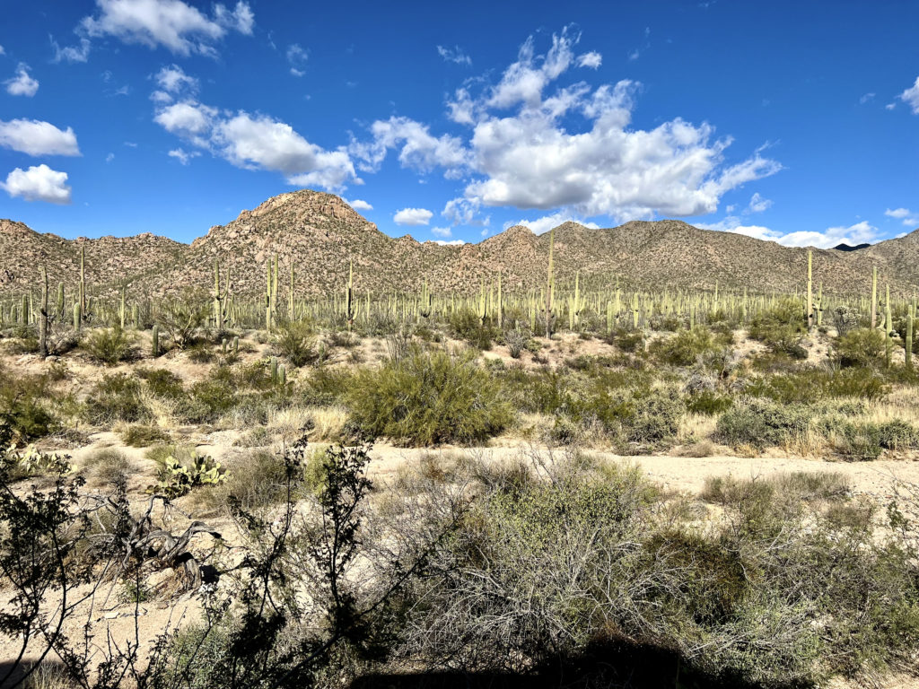 view of saguaros from the Visitor Center