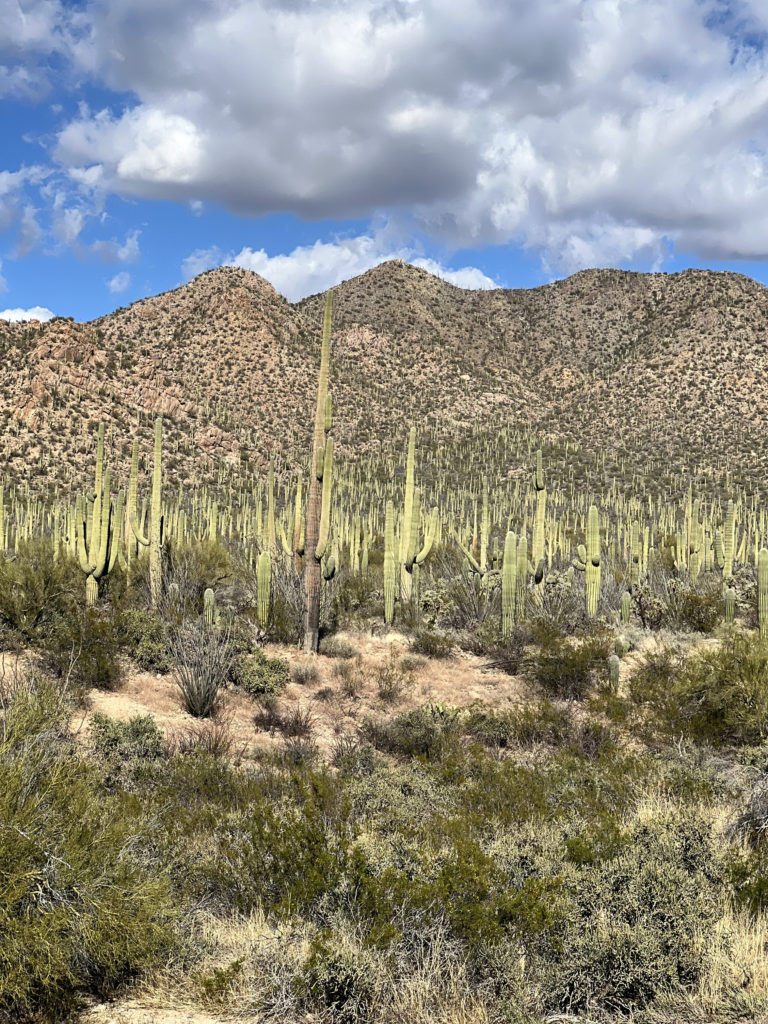cacti forest in Saguaro National Park West