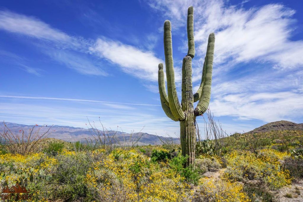 saguaro cactus in Saguaro National Park