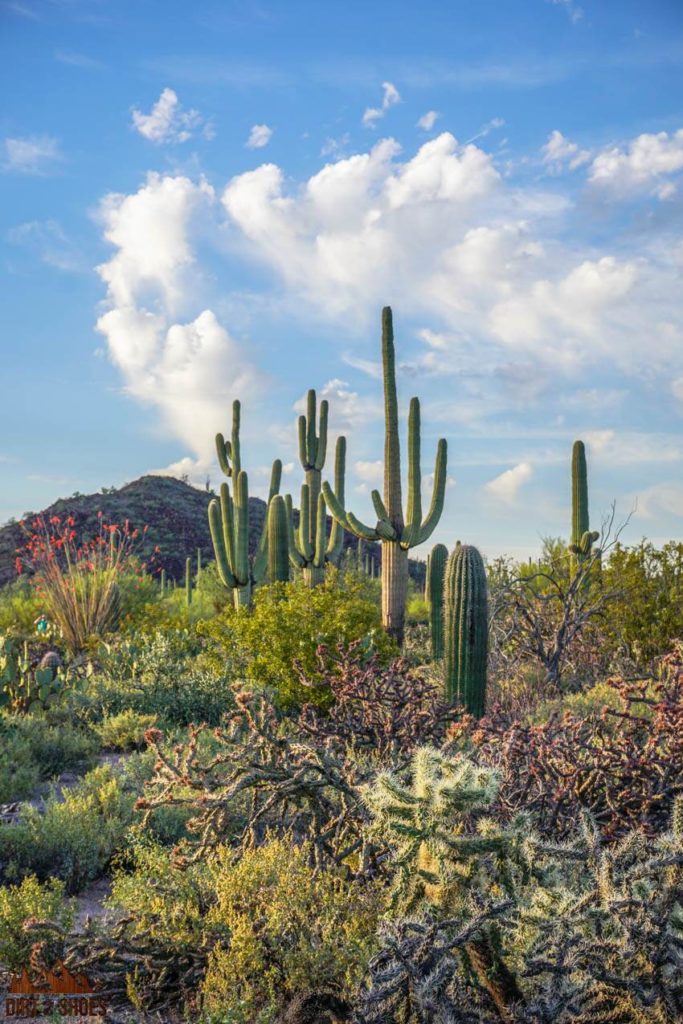 cacti in the Desert Discovery trail