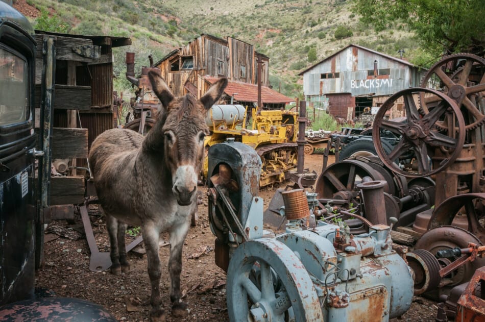 Ghost Town donkey amid mining ruins