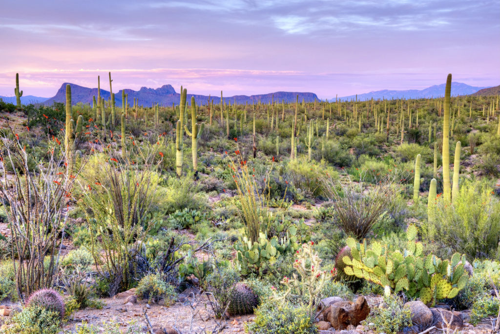 sunset in Saguaro National Park