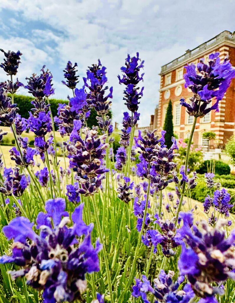 Hampton Court gardens with purple flowers