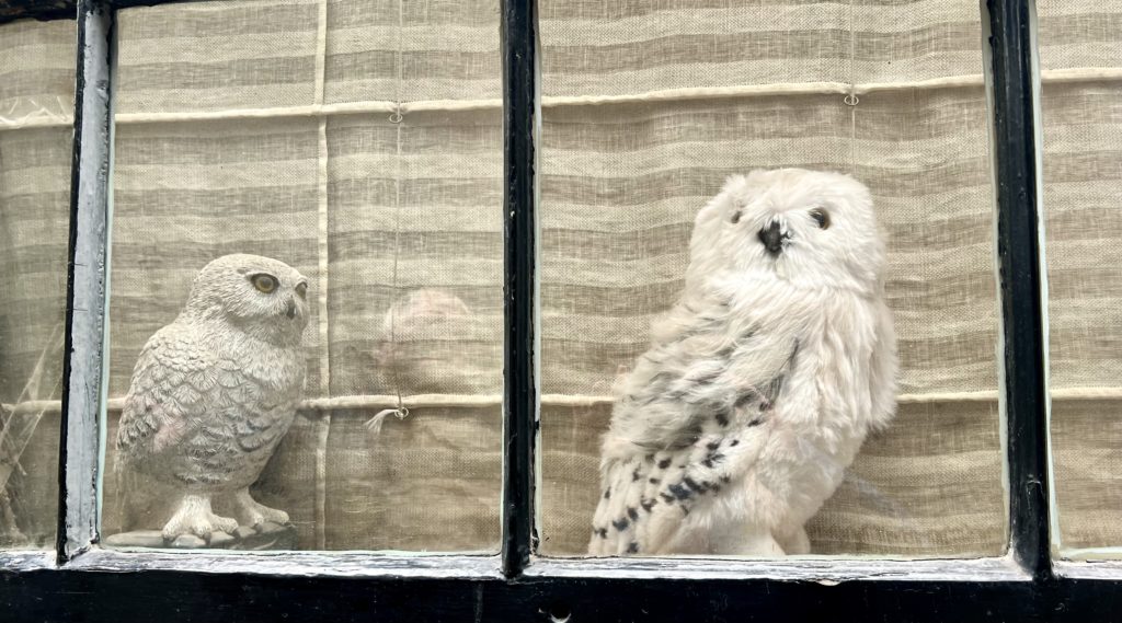 Harry Potter owls on Cecil Court