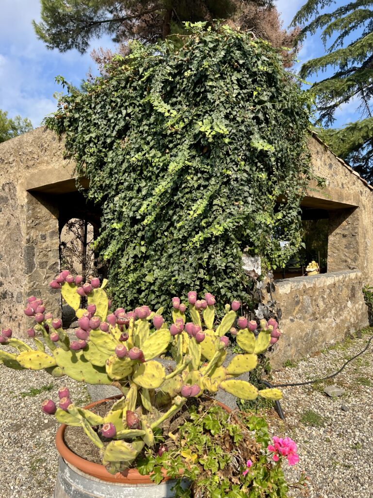 prickly pears at Benanti Winery