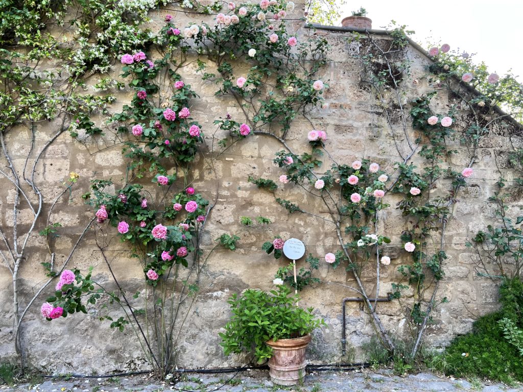 roses growing on a wall