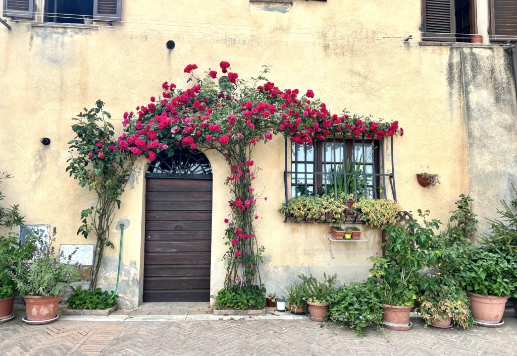 rose covered home in Montepulciano