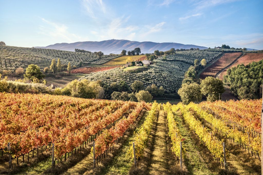 vineyards in Umbria