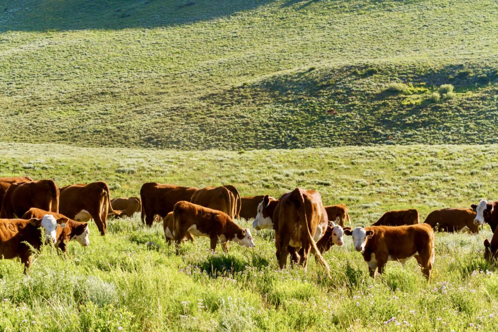 cattle grazing on the Kebler Pass drive