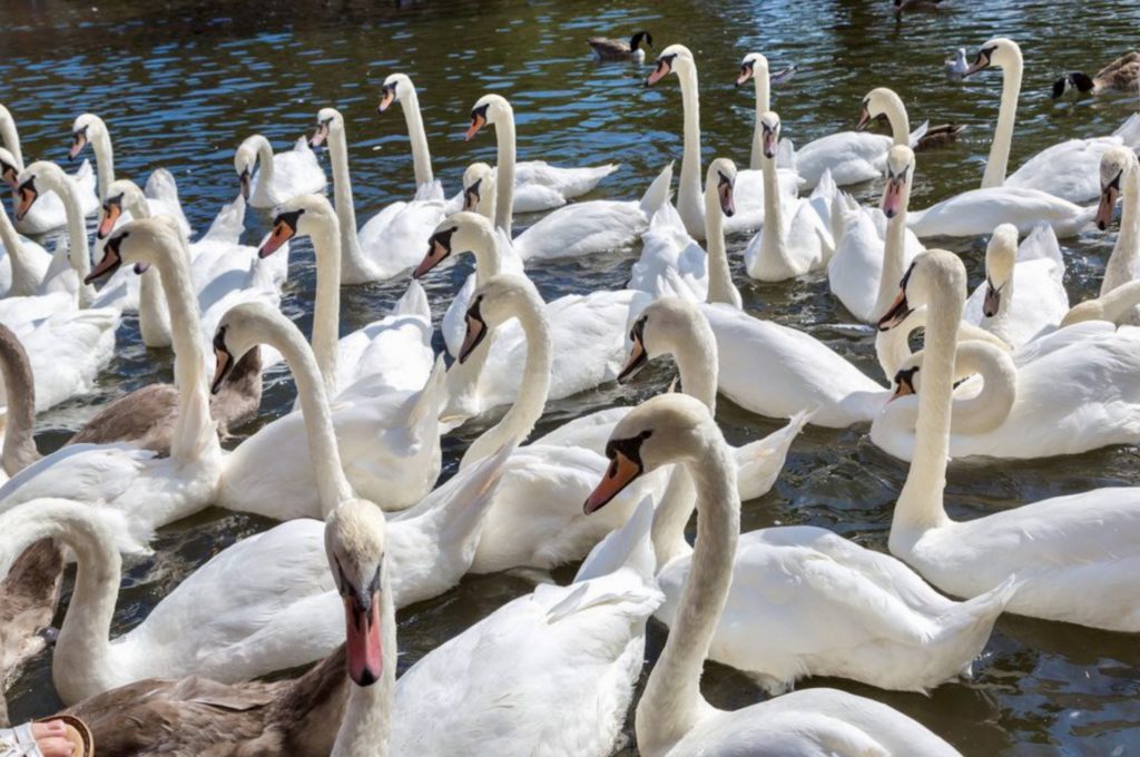 swans in the Avon River