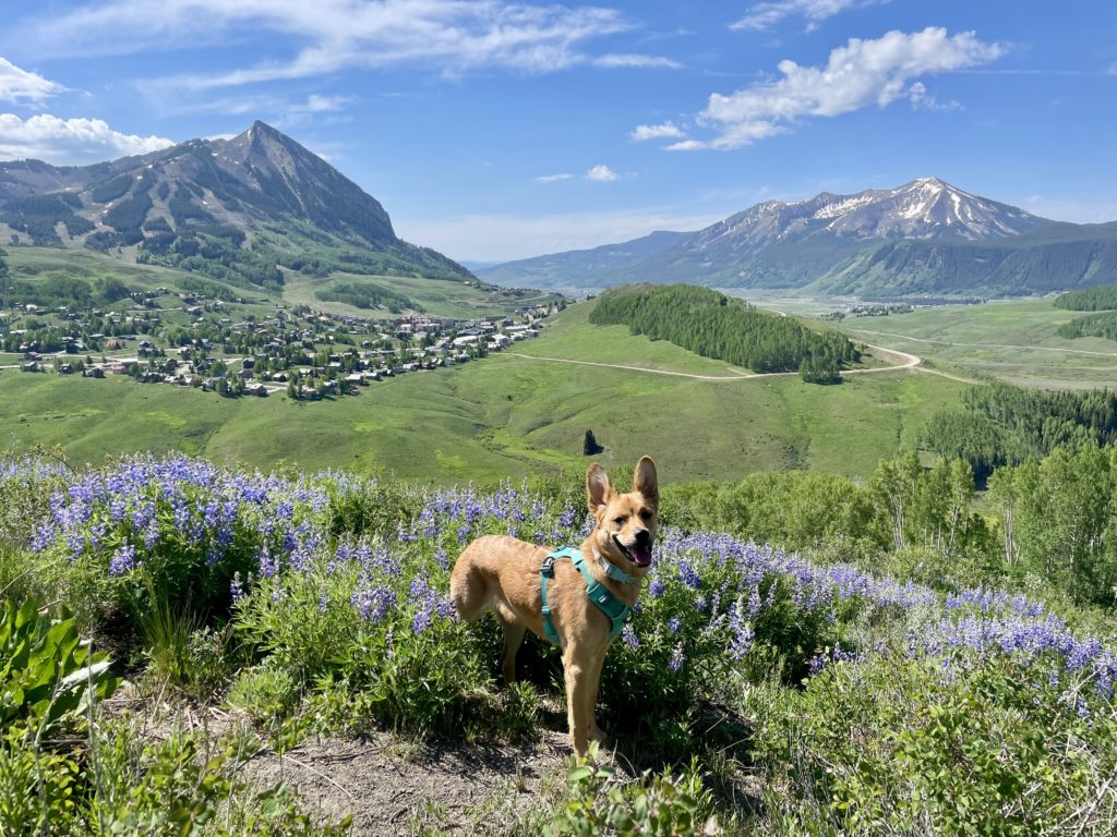 hiking on Snodgrass Trail amid lupines
