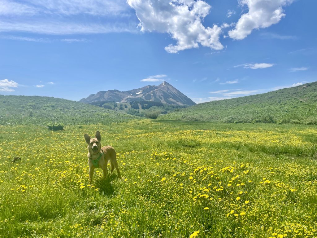 yellow wildflowers in Snodgrass